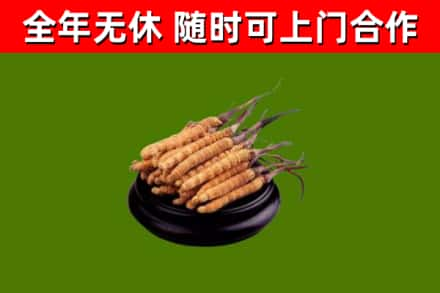 东乌珠穆沁回收冬虫夏草